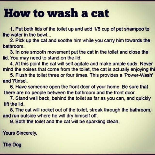 full-1790-185791-how_to_wash_a_cat_640x640.jpg